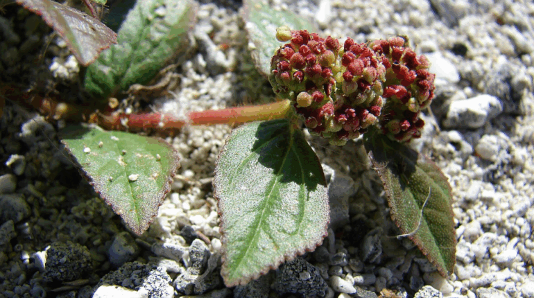 balancing folk knowledge with modern medicine. best used wisely Euphorbia hirta is more than greenery—it’s a plant of resilience and healing 