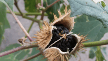 Datura Stramonium: Miracle Herb or Deadly Temptation? Datura Stramonium: Miracle Herb or Deadly Temptation?