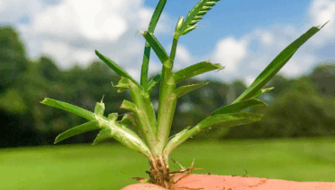 Goosegrass: The Humble Weed That Could Revolutionize Your Health