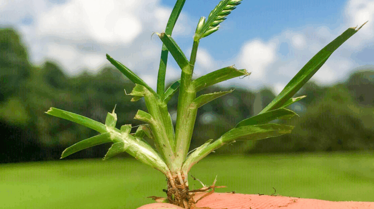 cleavers herb goosegrass detox goosegrass digestion aid goosegrass health benefits goosegrass inflammation relief goosegrass kidney support goosegrass skin healing goosegrass tea recipe natural detox herbs sticky willy remedy 