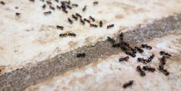 Salt for Ant Control