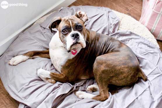 Dog Bed