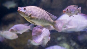 Tilapia Fish: Health Benefits, Hidden Risks, and How to Choose Safely