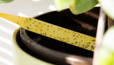 How to Get Rid of Gnats Fast: 6 Proven Home Remedies That Work How to Get Rid of Gnats Fast: 6 Proven Home Remedies That Work