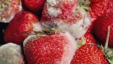How to Keep Strawberries Fresh Longer Using Just one simple ingredient How to Keep Strawberries Fresh Longer Using Just one simple ingredient