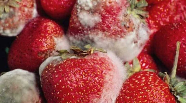 food preservation tips fresh strawberry hack how to keep strawberries fresh how to store strawberries how to wash strawberries with vinegar keep strawberries fresh longer kitchen hacks for fruit prevent strawberries from molding strawberry storage tips vinegar rinse for berries 
