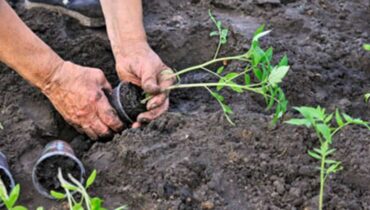 best soil for tomatoes gardening mistakes growing tomatoes sunlight for tomatoes tomato plant care Tomato Pruning tomato watering tips Vegetable Gardening 