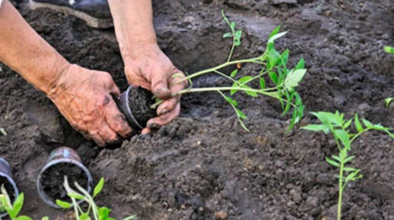 5 Tomato Growing Mistakes You Must Avoid for Bigger, Healthier Harvests best soil for tomatoes gardening mistakes growing tomatoes sunlight for tomatoes tomato plant care Tomato Pruning tomato watering tips Vegetable Gardening