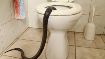 Attracting Wildlife Bathroom Cleaning fire prevention at home Fruit Pests Home Invasion Snakes 