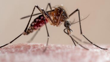 Disease Control mosquitoes natural pest control public health Sanitation Yard Maintenance 