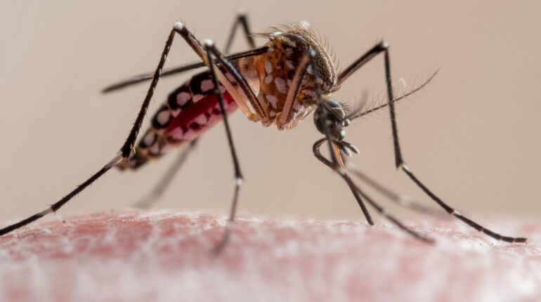 “That innocent object in your yard is secretly breeding thousands of disease-carrying mosquitoes” Disease Control mosquitoes natural pest control public health Sanitation Yard Maintenance