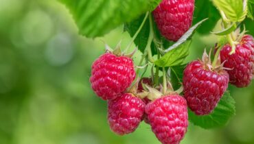 Entomology Fruit Pests Invasive Species natural pest control Raspberry Care Spotted Wing Drosophila 
