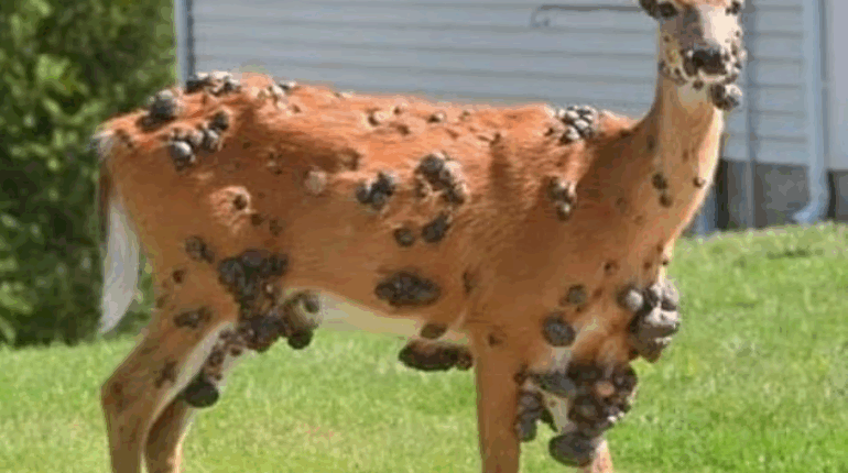 climate change wildlife deer disease US deer fibroma deer health risks flesh bubbles deer Frankenstein rabbits Lyme disease deer mutant deer papillomavirus deer Pennsylvania deer strange animal mutations viral deer photos wildlife outbreak Wisconsin deer zombie squirrels 