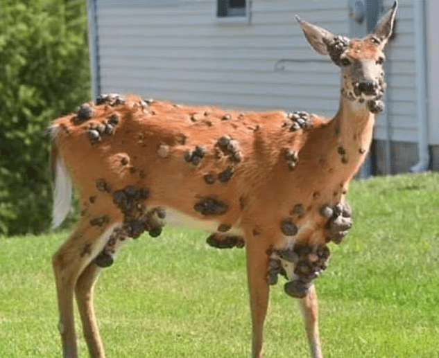deer-virus-us-1