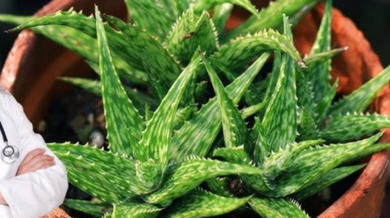 alkaline diet cancer Barbara O’Neill cancer blood sugar and cancer holistic cancer prevention natural cancer healing olive leaf extract cancer oxygen and cancer Warburg effect cancer 