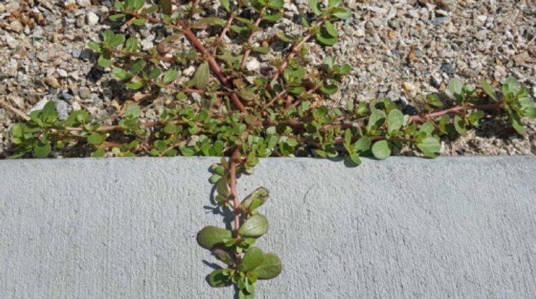 cholesterol lowering herbs edible weeds nutrition foraging edible plants magnesium rich plants natural melatonin foods omega-3 plant sources purslane health benefits purslane recipes 