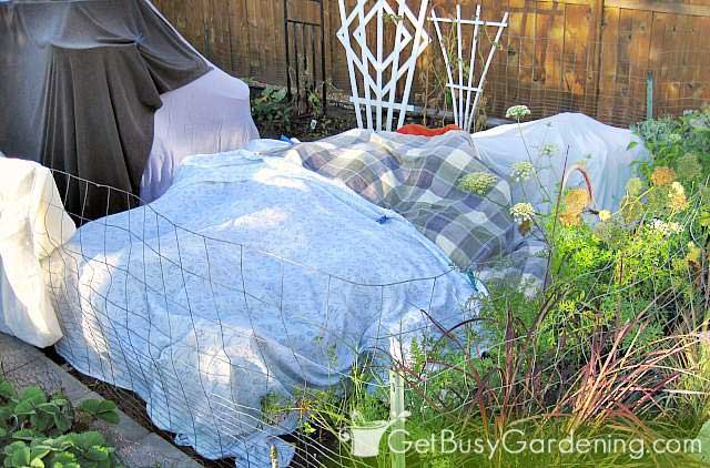 Plant Protection