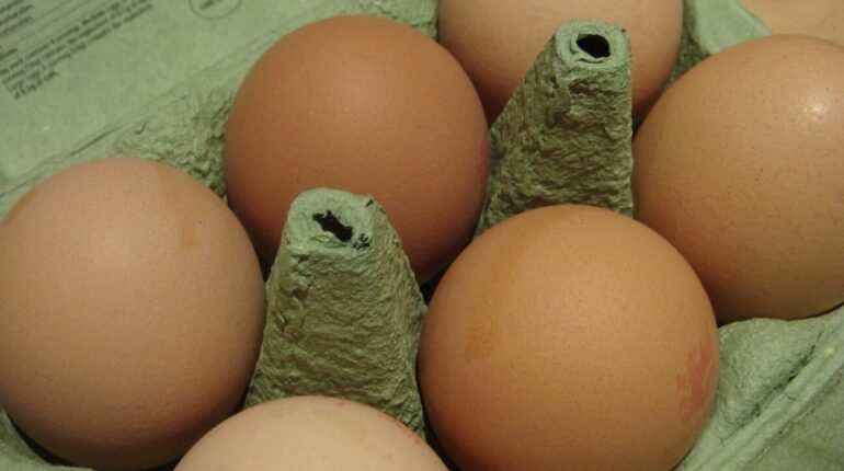 best eggs to buy cage free vs pastured eggs egg carton numbers egg freshness test egg labeling explained how long do eggs last how to read egg carton plant code eggs USDA egg grades what is julian date on eggs 