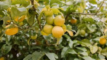 Lemon Seeds Uses: Grow Trees, Repel Insects & Natural Household Hacks Lemon Seeds Uses: Grow Trees, Repel Insects & Natural Household Hacks