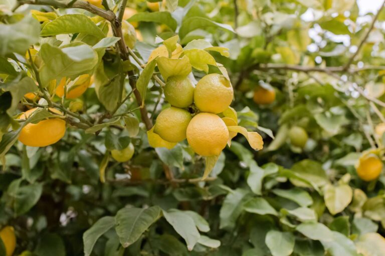 lemon-tree-plant-profile-4846327-3-b9b35325794c465f962a5f472bc8a6b2