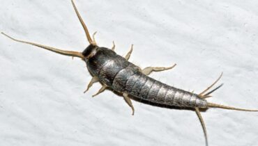 how to get rid of silverfish natural silverfish repellent prevent silverfish signs of silverfish silverfish control silverfish in the house silverfish infestation silverfish removal tips 
