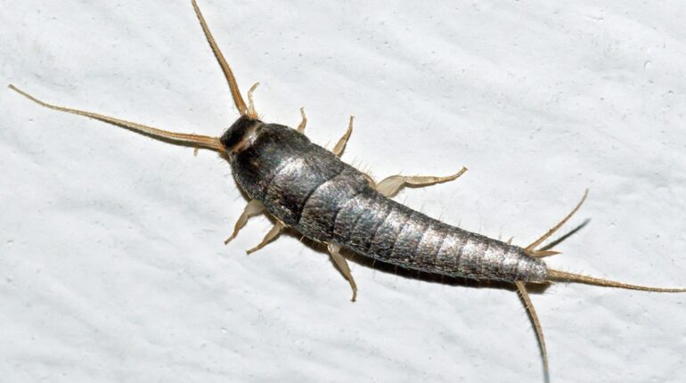 Spot Silverfish at Home? Here’s Exactly How to Eliminate Them for Good! how to get rid of silverfish natural silverfish repellent prevent silverfish signs of silverfish silverfish control silverfish in the house silverfish infestation silverfish removal tips
