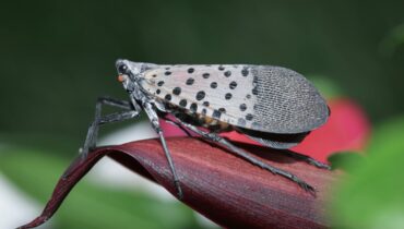 how to kill lanternflies how to remove lanternfly infestation lanternfly eggs on trees lanternfly identification spotted lanternfly danger 