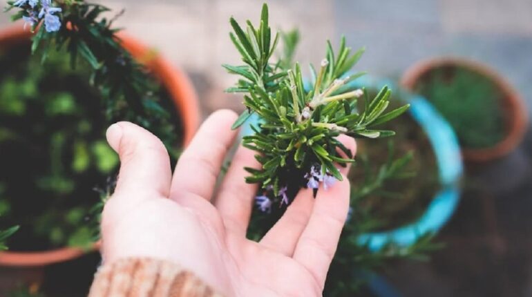 best spot for rosemary growing rosemary outdoors how to grow rosemary propagate rosemary protecting rosemary in winter rosemary gardening tips rosemary plant care rosemary pruning rosemary soil requirements watering rosemary 