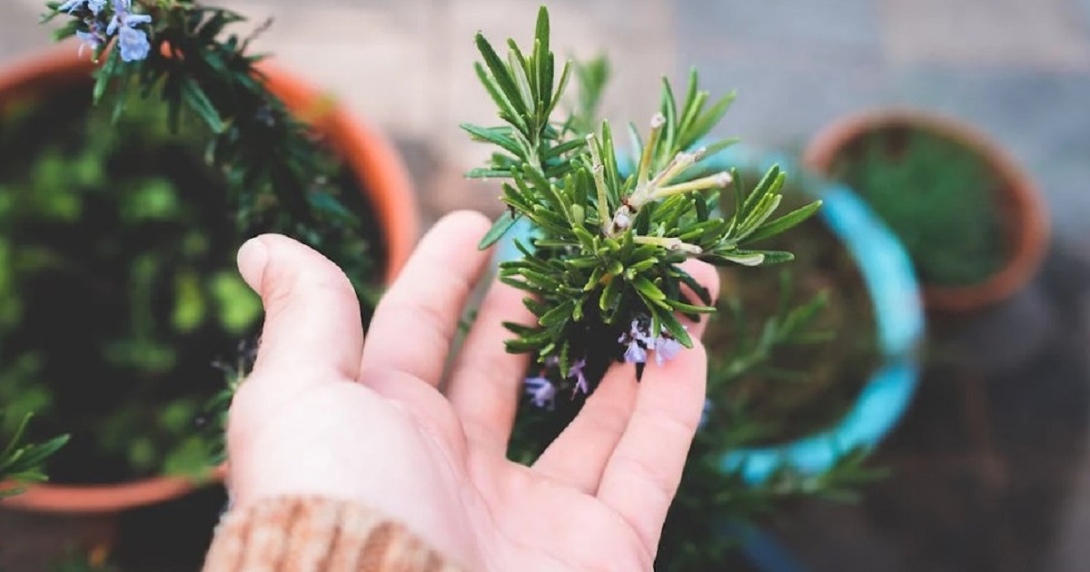 Easy Tips for Growing