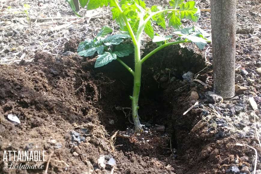 5 Common Gardening Mistakes