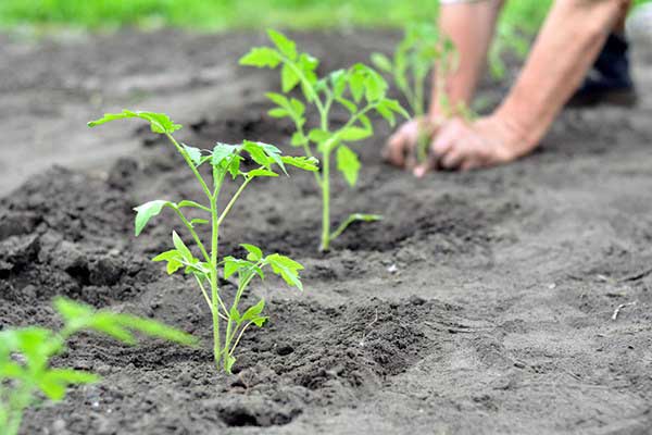 5 Common Gardening Mistakes