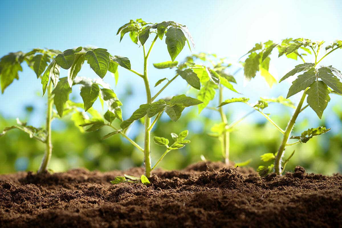 5 Common Gardening Mistakes