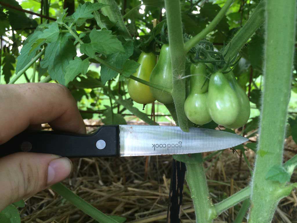 5 Common Gardening Mistakes