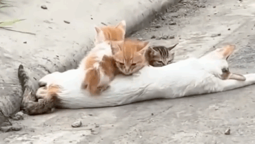 Saving the Cat Mom: A Heartwarming Rescue Story Saving the Cat Mom: A Heartwarming Rescue Story