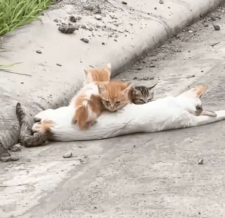 save-cat