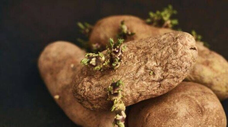 apple with potatoes Dr. Erin Carter TikTok keep potatoes fresh Kitchen Hacks potato preservation potato storage trick prevent sprouting 