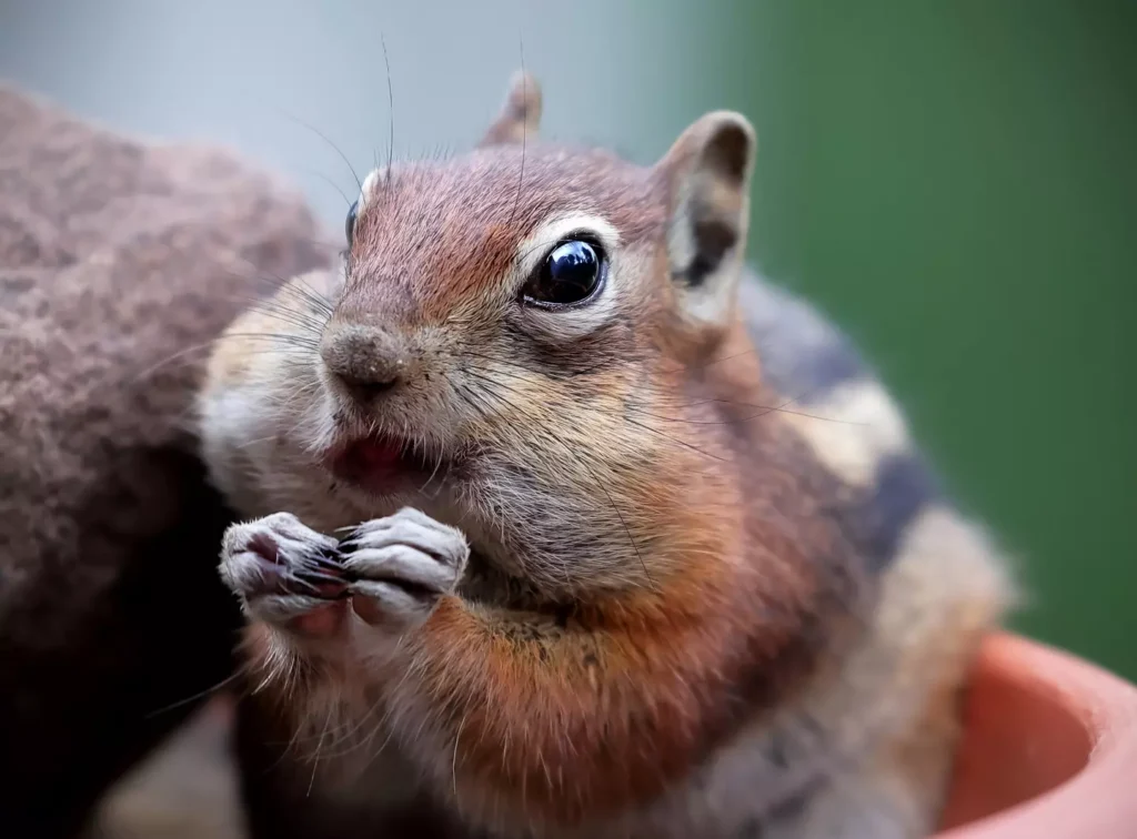 squirrel-eating squirrel-eating