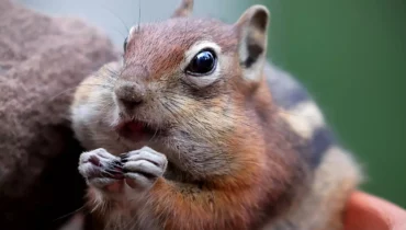 US Wildlife Experts Warn: Don’t Touch Squirrels With Strange Lumps — The Parasite Behind the Bumps