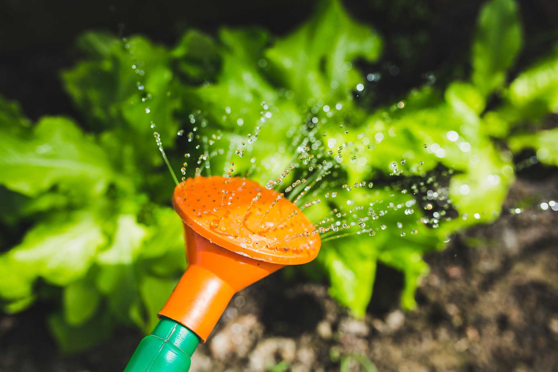 5 Common Gardening Mistakes
