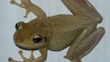 What does it mean to have frogs in your house? What does it mean to have frogs in your house?