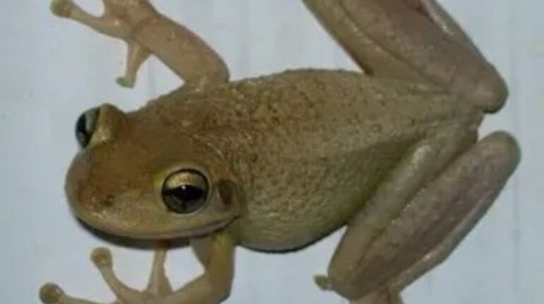 frog and abundance symbolism frog appearance message frog at your doorstep frog behavior interpretation frog folklore wealth frog good luck sign frog omens and meanings frog sign of change frog spiritual meaning frog symbolism meaning 