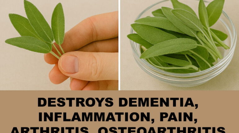 anti-inflammatory herbs herbal remedy for arthritis holistic wellness sage natural brain booster sage health benefits sage joint pain relief sage oil massage sage tea memory 