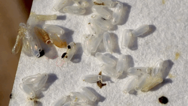 bedbug eggs identification bedbug infestation warning bedroom pest prevention early signs of bedbugs home hygiene how to eliminate bedbugs mattress seam pests pest control tips tiny white grains on bed travel bedbug prevention 