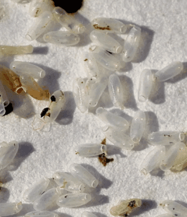 I thought it was just rice, but the truth turned out to be much worse