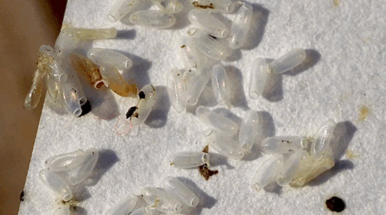 bedbug eggs identification bedbug infestation warning bedroom pest prevention early signs of bedbugs home hygiene how to eliminate bedbugs mattress seam pests pest control tips tiny white grains on bed travel bedbug prevention 