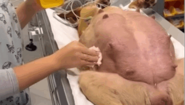 A Mother’s Instinct Leads Her to Our Door A Mother’s Instinct Leads Her to Our Door