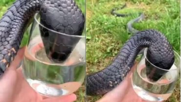 Wild Snake “Begged” Me For Some Water. When Animal Control Realizes Why, They Say, “You Got Lucky!”