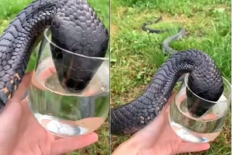 cobra-wate