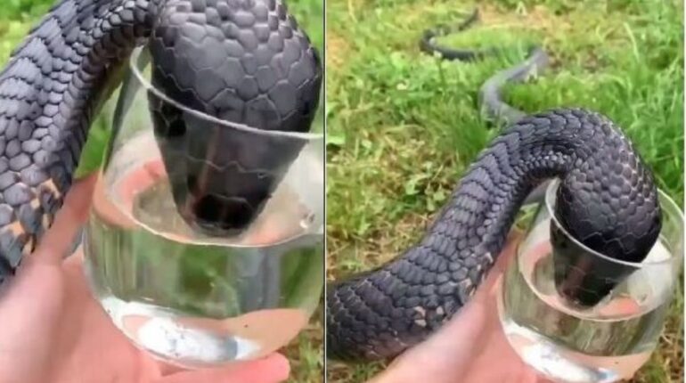 animal glass india snake video viral water 