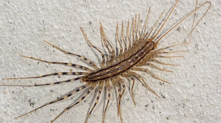 centipede bite what to do centipede in home spiritual message centipede in house meaning centipede meaning transformation centipede omen home house centipede good or bad house centipede symbolism natural ways repel centipedes spiritual meaning centipede why centipedes appear in house 